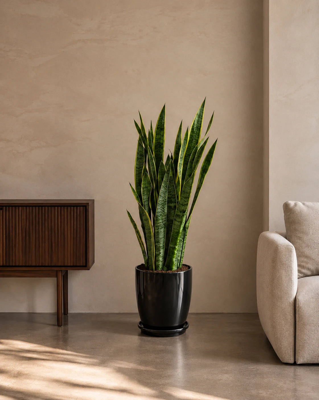 Snake Plant