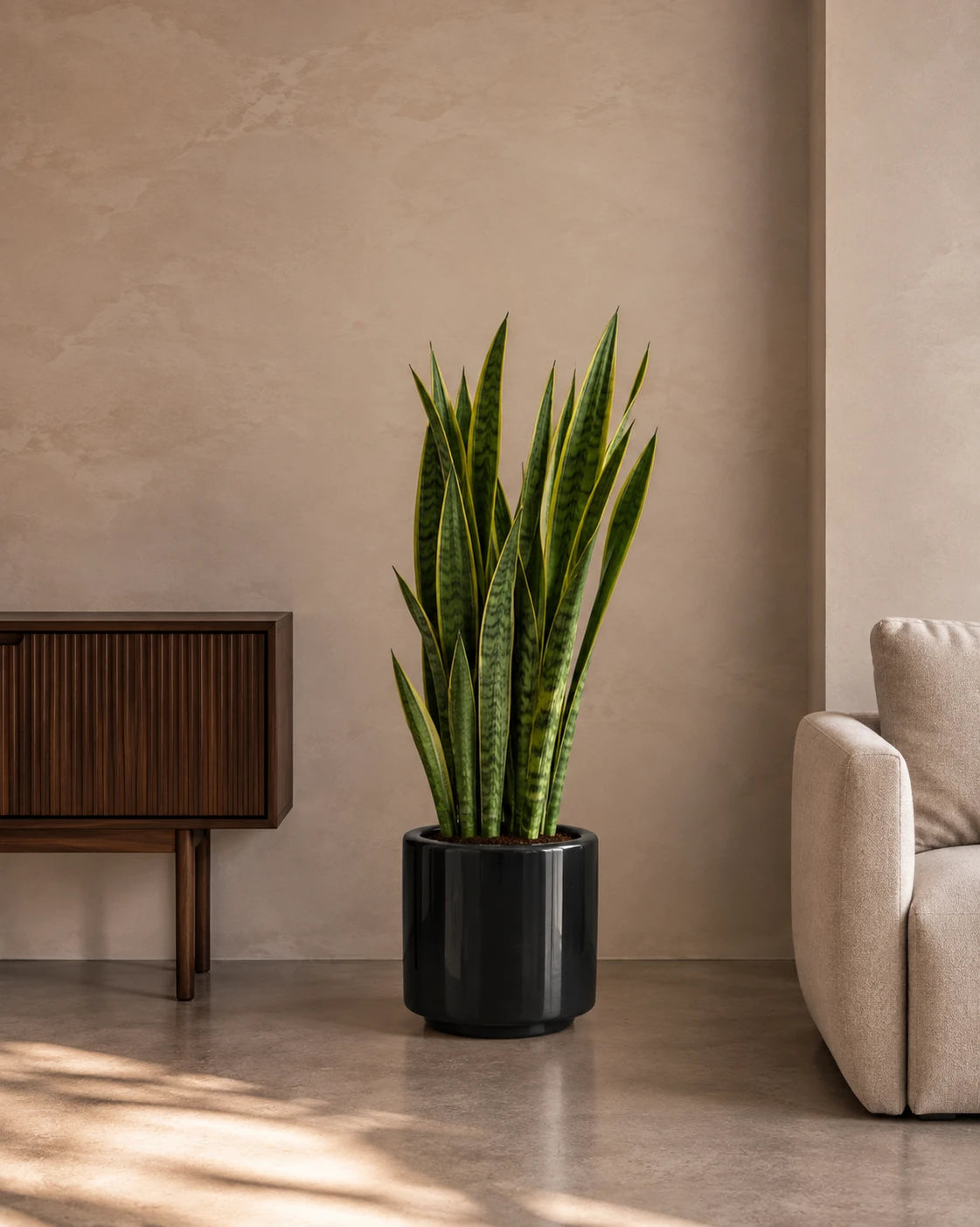 Snake Plant