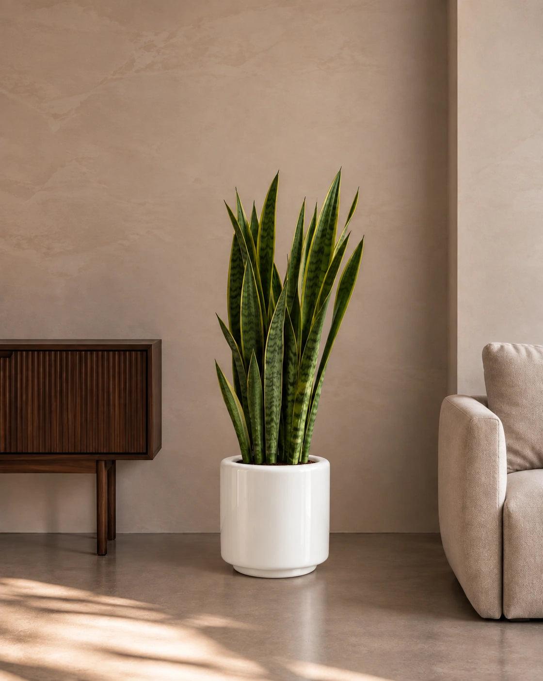 Snake Plant