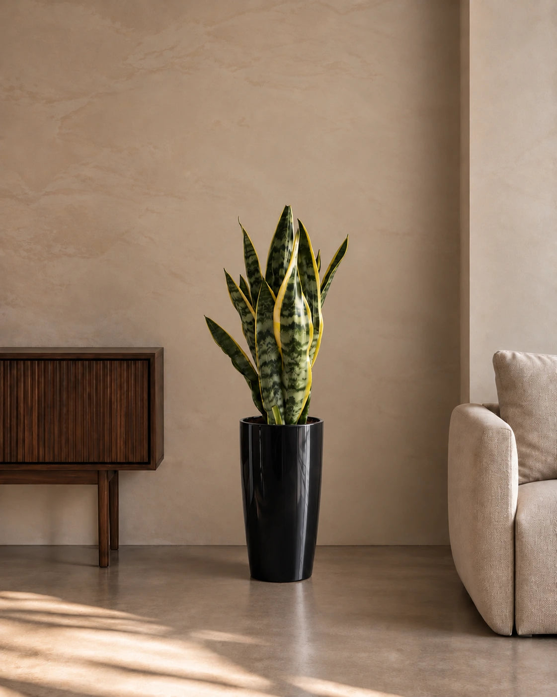 Snake Plant