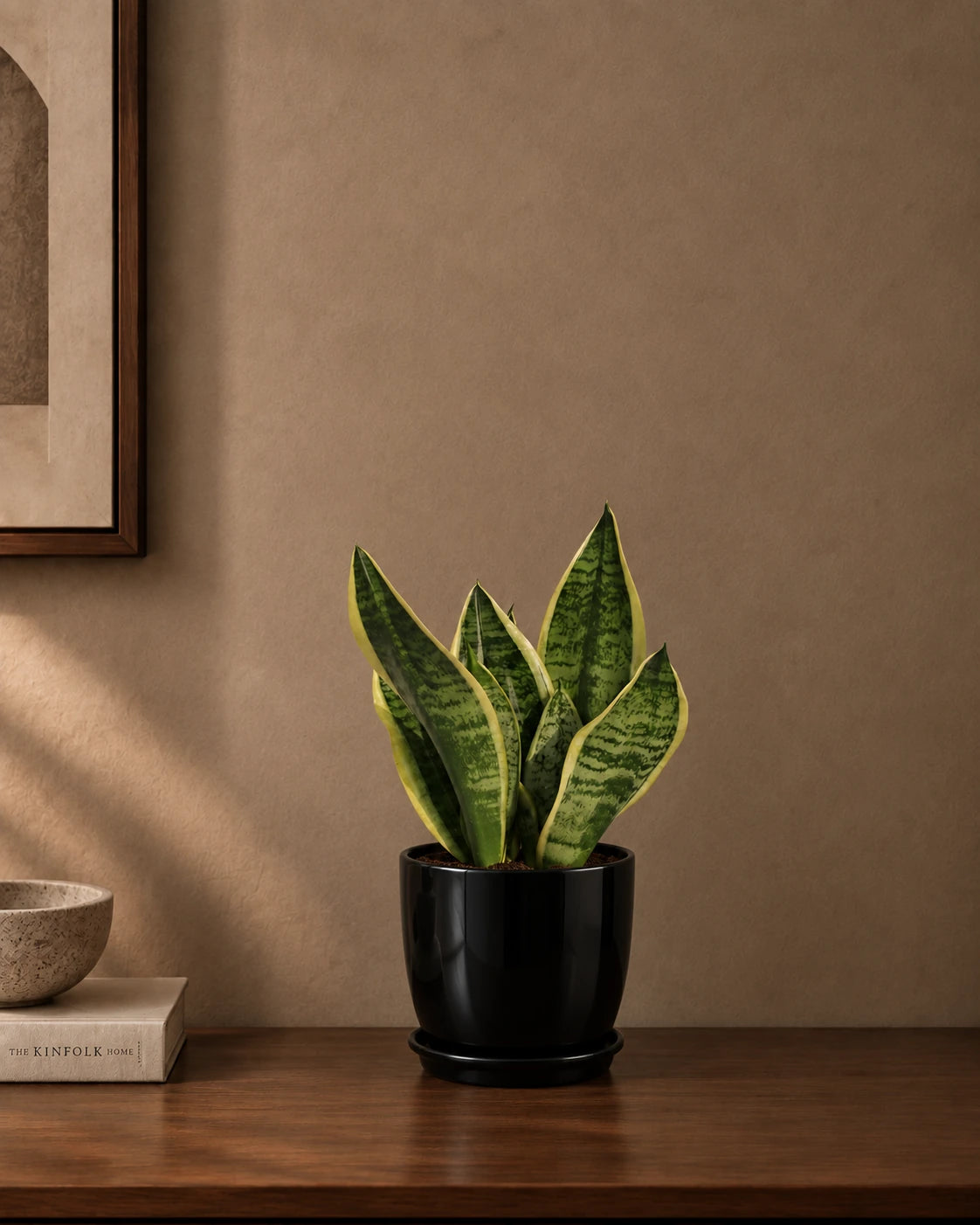 Snake Plant