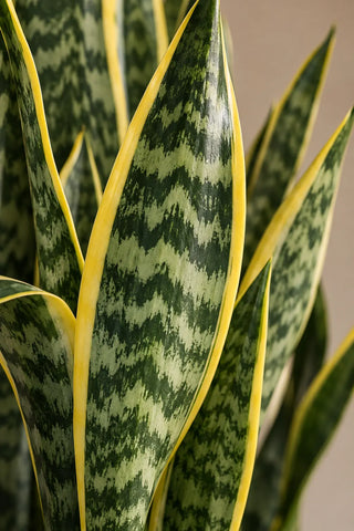SG Bundle Macro — snake_plant_2_100-150kb.webp