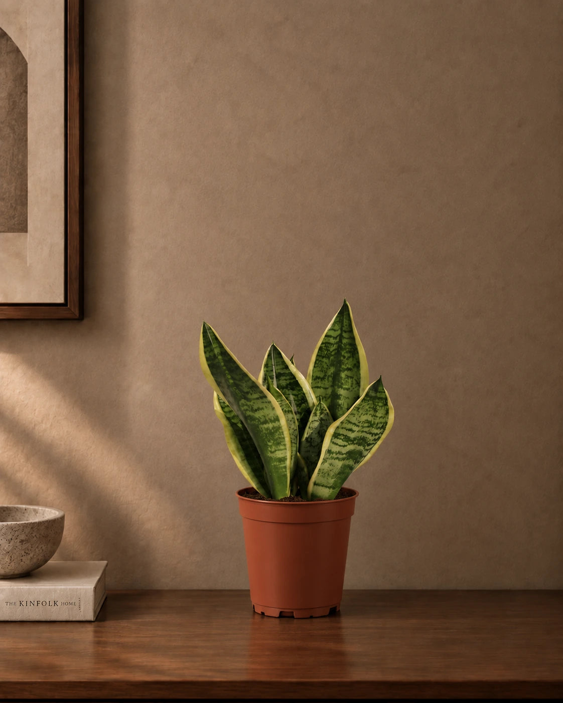 Snake Plant