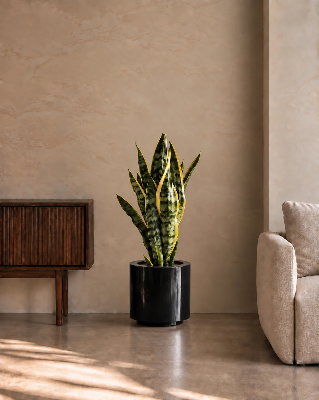 Snake Plant