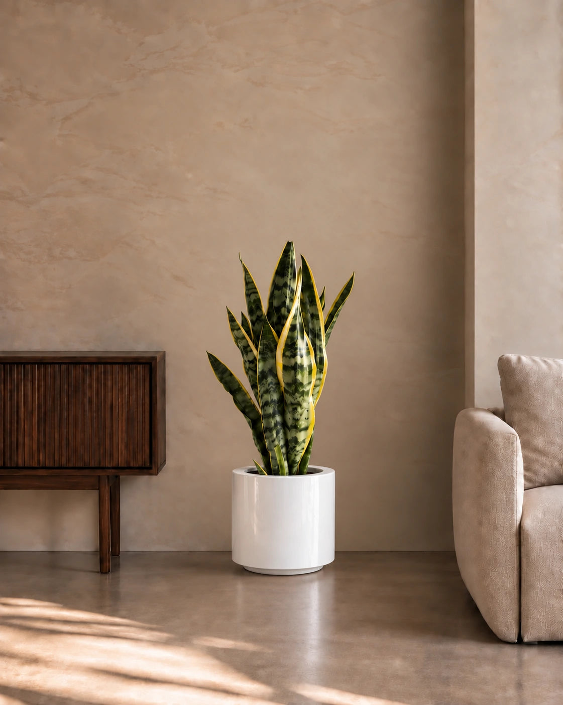 Snake Plant