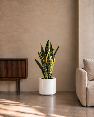 Snake Plant in white Nia Glossy planter, 50-60cm