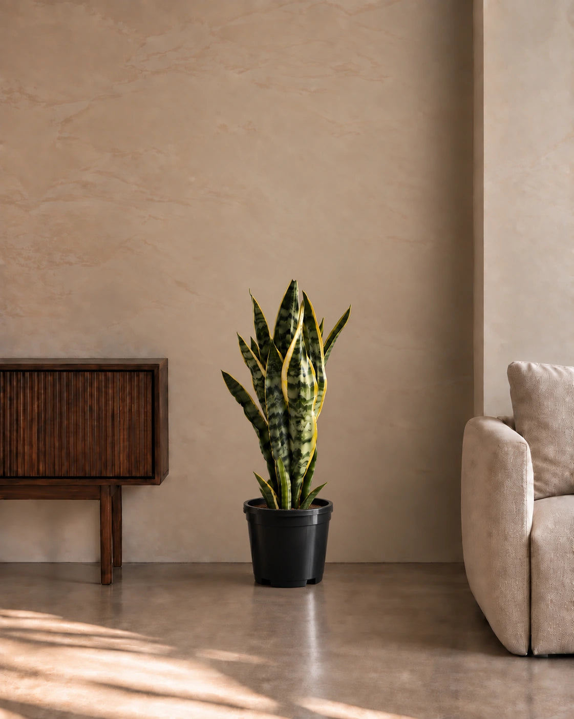 Snake Plant
