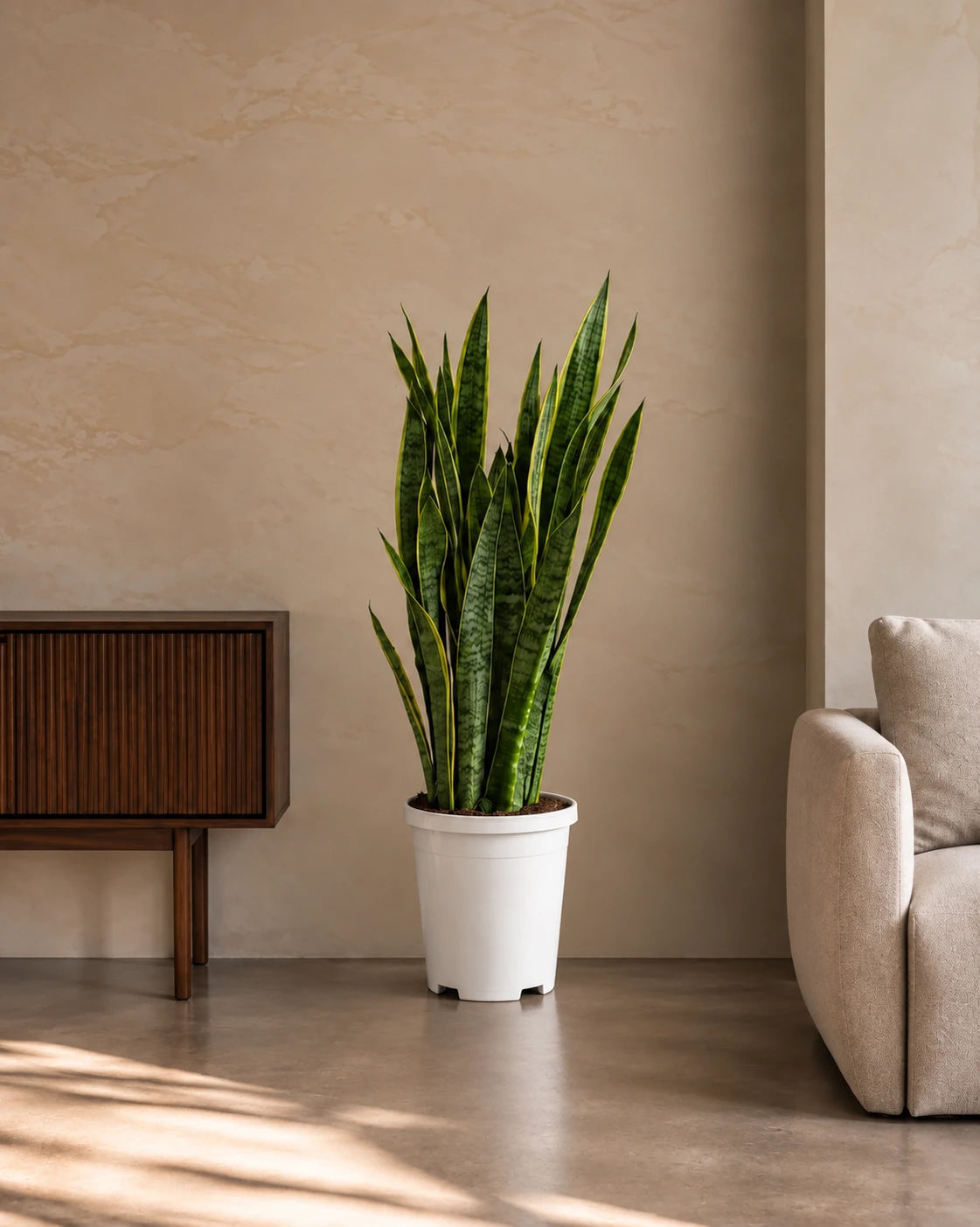Snake Plant