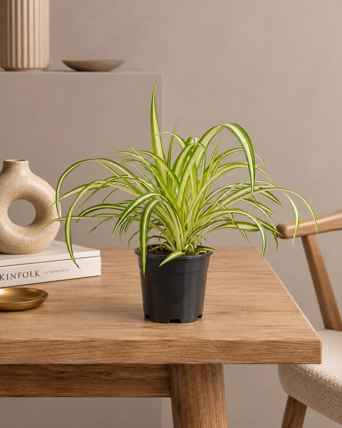 Spider Plant
