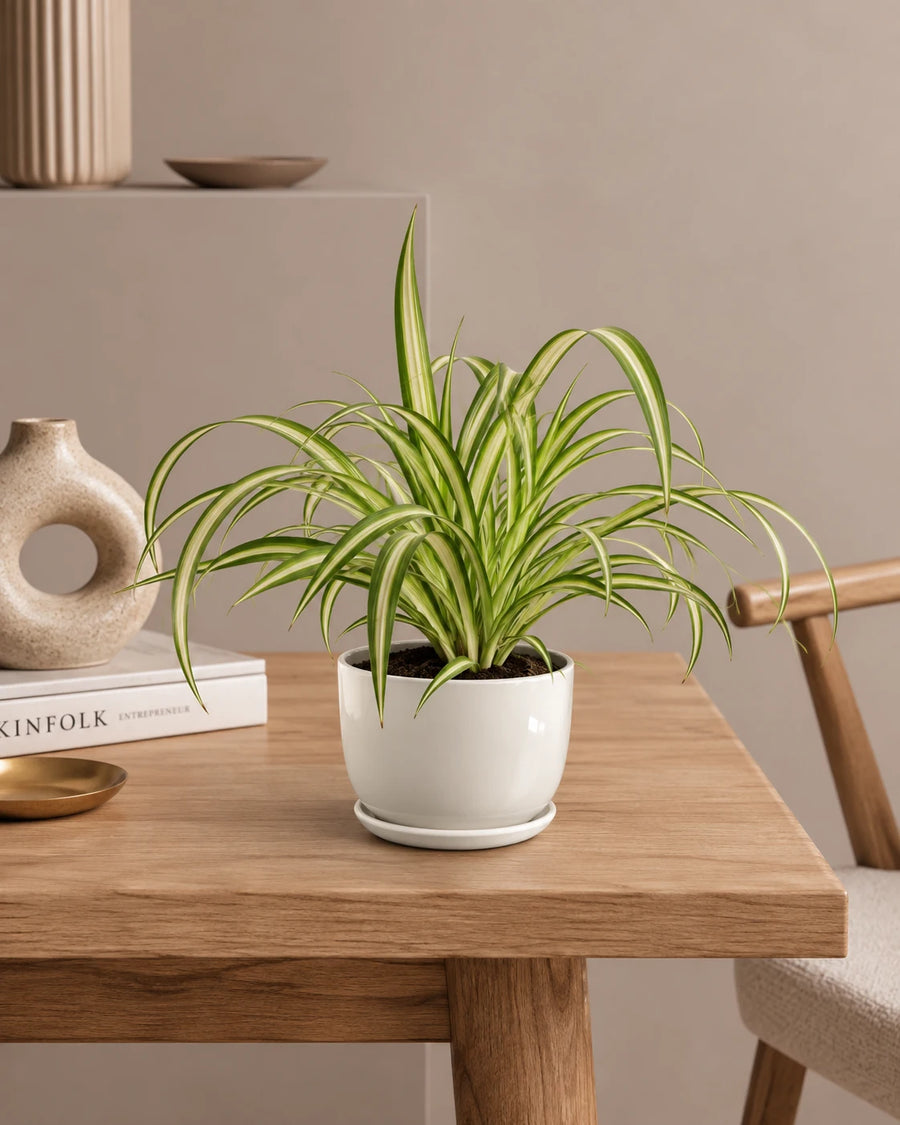 Spider Plant
