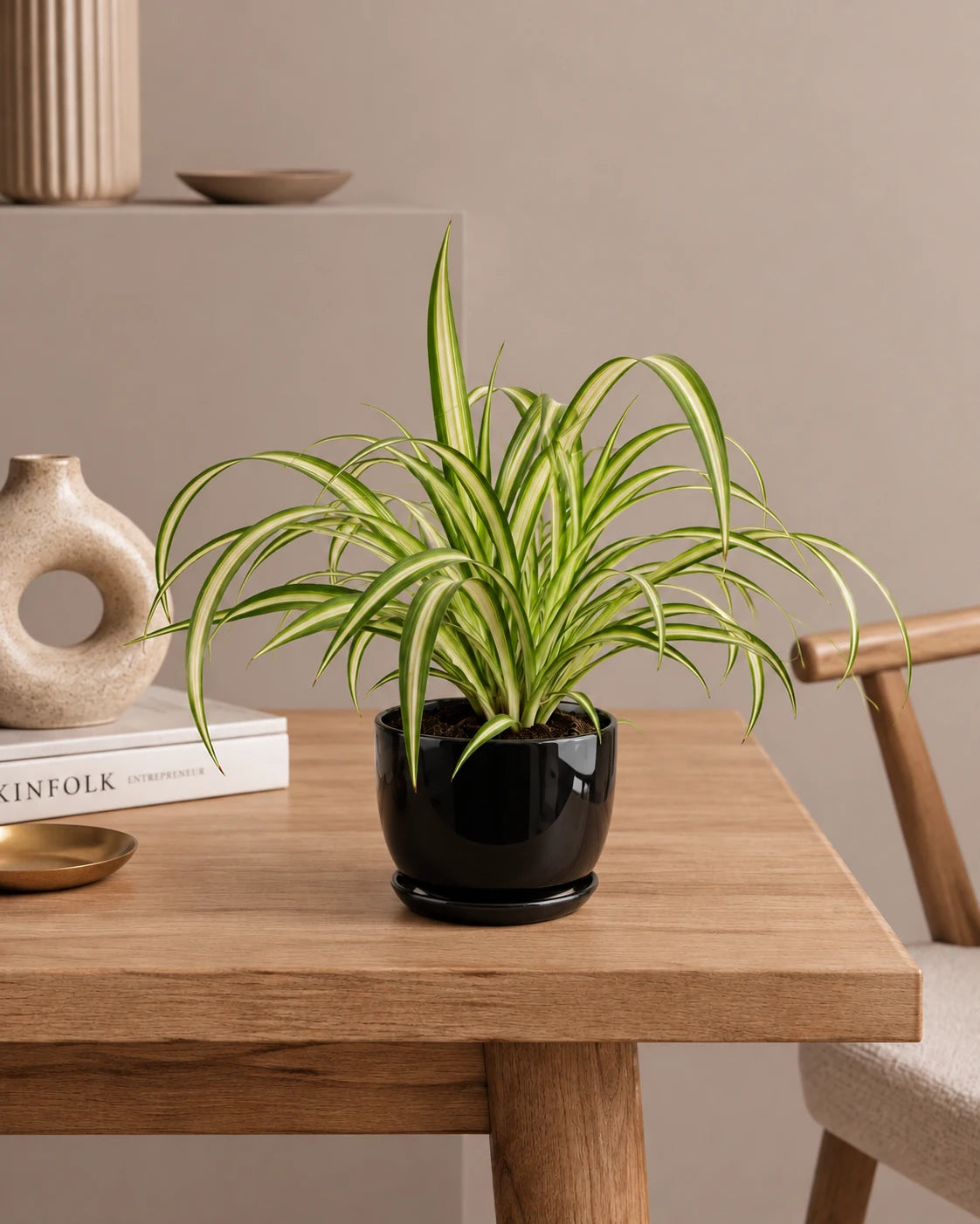 Spider Plant