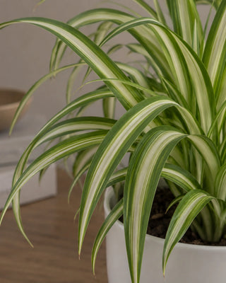 Spider Plant — Chlorophytum Comosum
