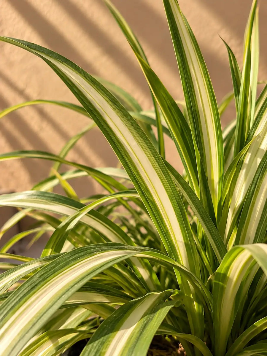 Pandanus — Spider Plant