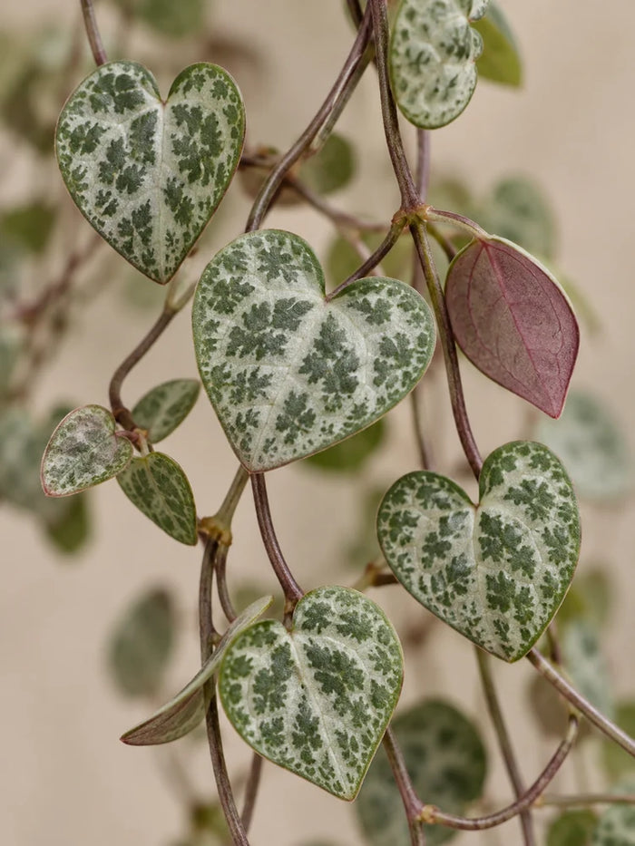 String of Hearts — Ceropegia woodii