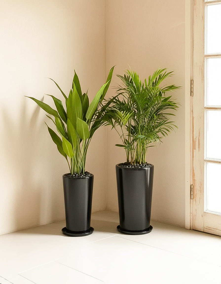 Tropical Indoor Bundle