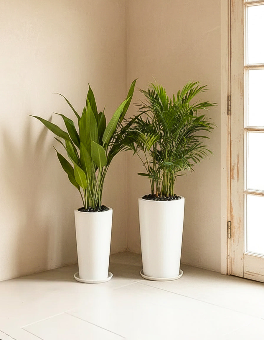 Tropical Indoor Bundle