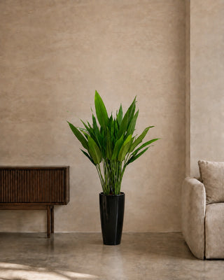 Cast Iron Plant (Aspidistra) in black Luma Tall Glossy planter, 80-110cm