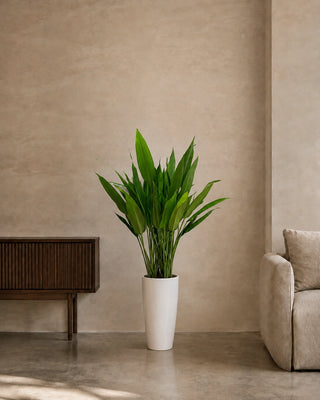 Cast Iron Plant (Aspidistra) in white Luma Tall Glossy planter, 80-110cm