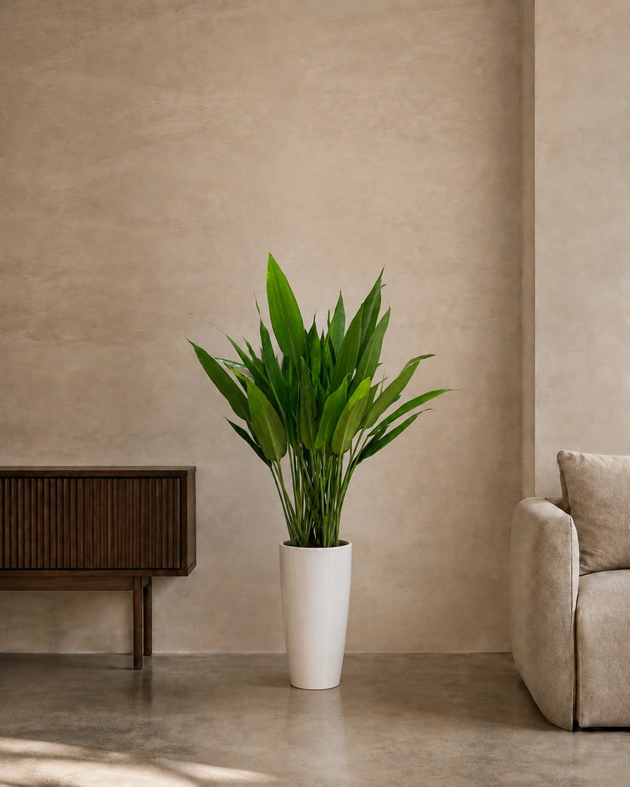 Cast Iron Plant (Aspidistra)