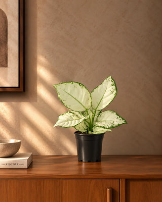 White Aglaonema in nursery pot, 25-35cm