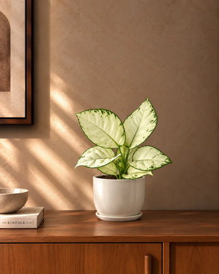 White Aglaonema in white Luma Mini planter, 25-35cm