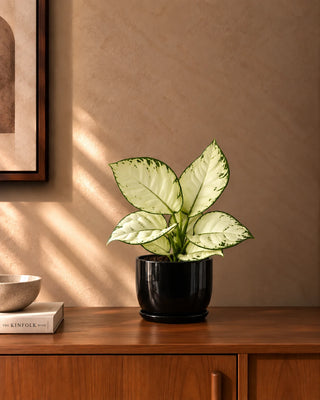 White Aglaonema in black Luma Mini planter, 25-35cm