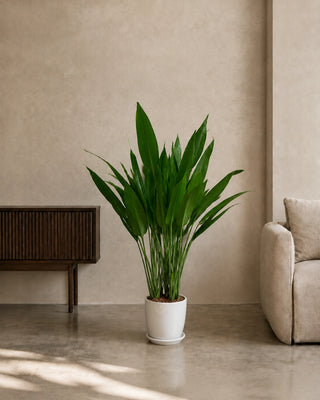 Cast Iron Plant (Aspidistra) in white Luma Glossy planter, 80-110cm