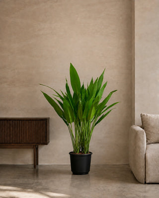 Cast Iron Plant (Aspidistra) in nursery pot, 80-110cm