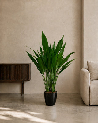 Cast Iron Plant (Aspidistra) in black Luma Glossy planter, 80-110cm