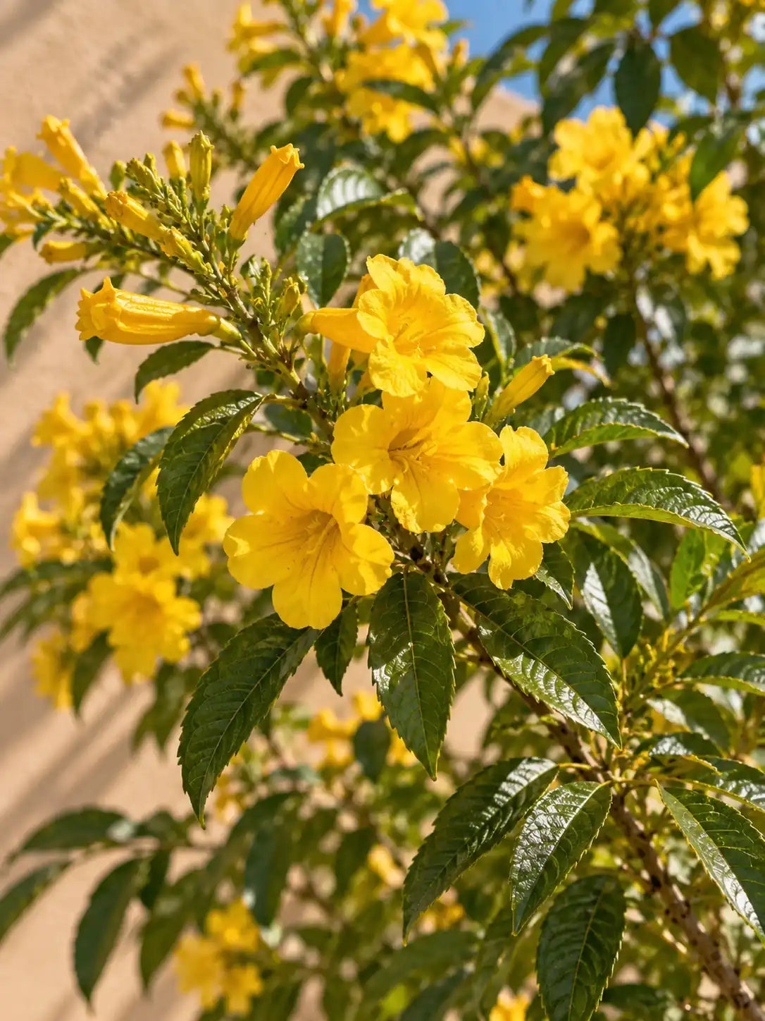 Tecoma Stans — Yellow Bells