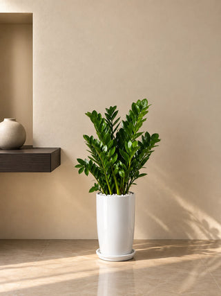 ZZ Plant in white Luma Tall Glossy planter, 80-100cm