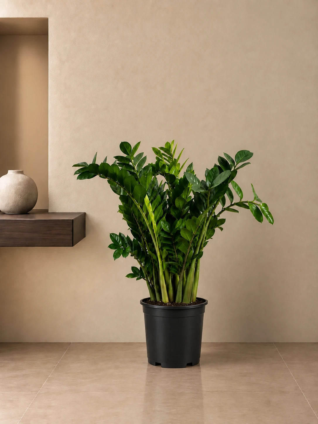 ZZ Plant