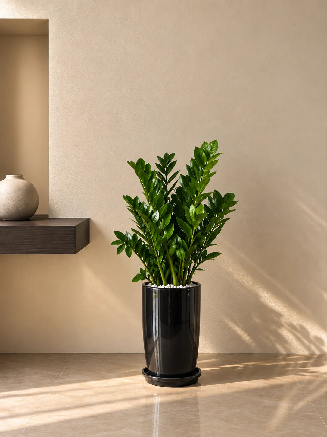 ZZ Plant