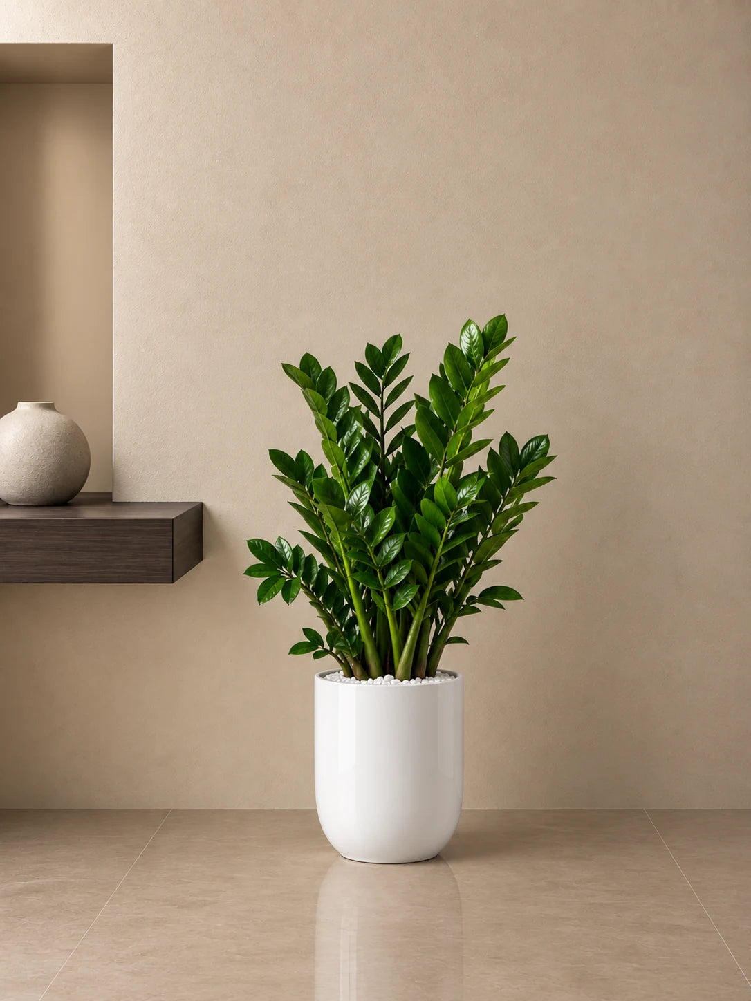 ZZ Plant