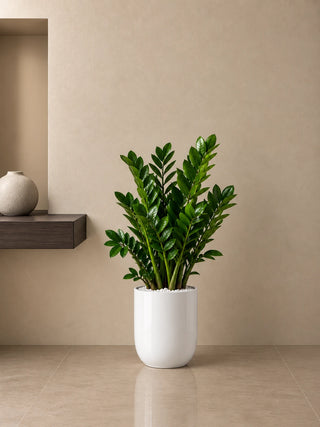 ZZ Plant in white Luma Glossy planter, 80-100cm