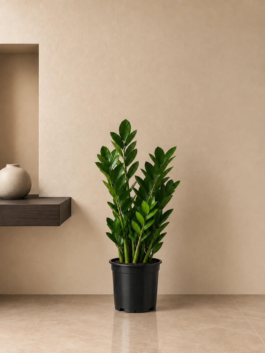 ZZ Plant