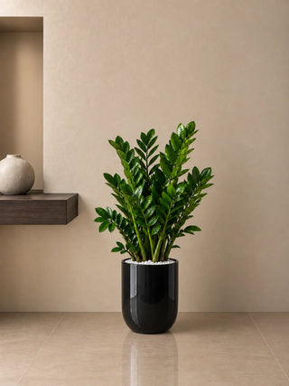 ZZ Plant in black Luma Glossy planter, 80-100cm