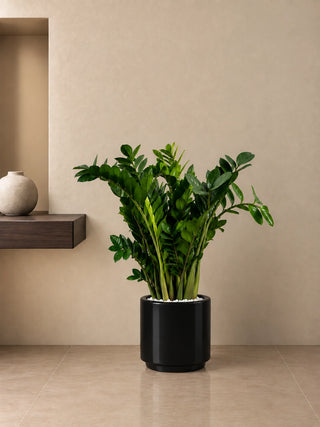 ZZ Plant in black Nia Glossy planter, 80-100cm