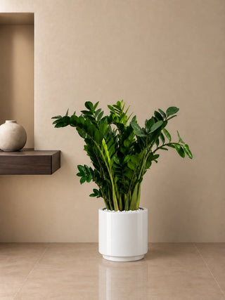 ZZ Plant in grey Nia Glossy planter, 80-100cm