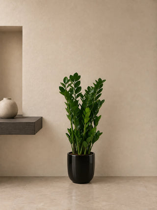 ZZ Plant in black Luma Glossy planter, 60-70cm