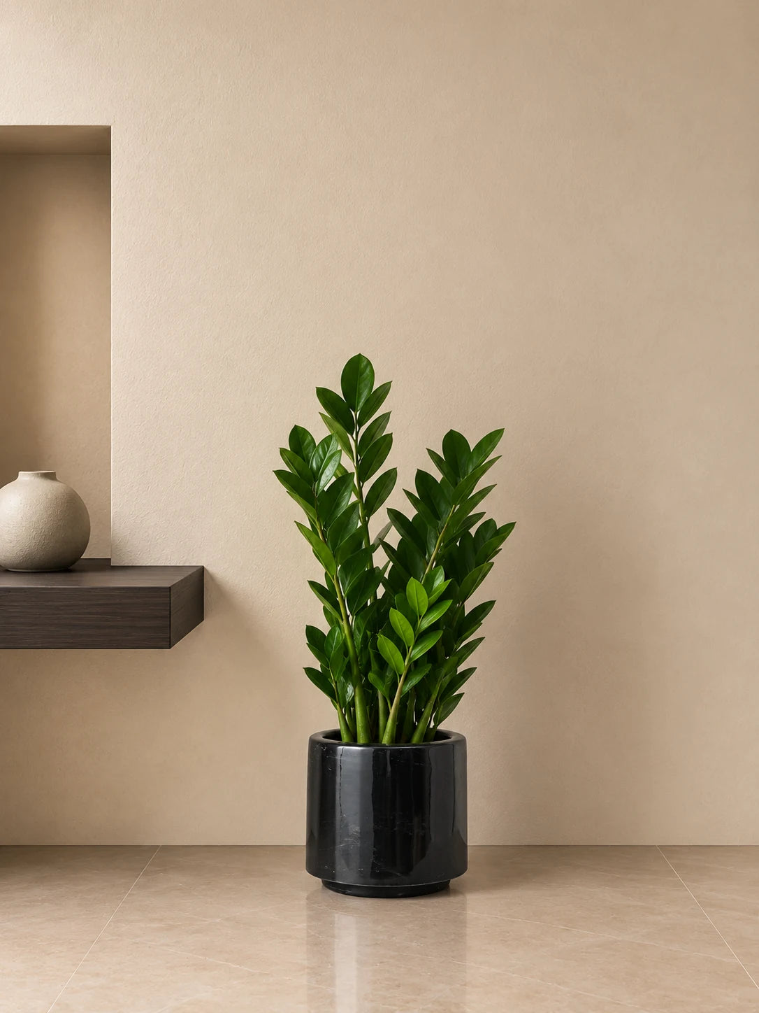 ZZ Plant