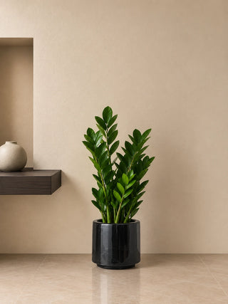 ZZ Plant in black Nia Glossy planter, 60-70cm