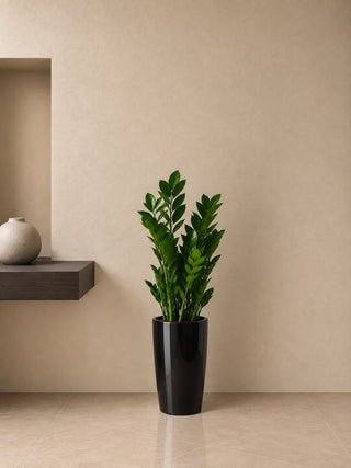 ZZ Plant in black Luma Tall Glossy planter, 60-70cm